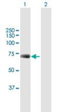 Anti-UBP1 antibody produced in mouse purified immunoglobulin, buffered aqueous solution