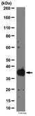 Anti-F-actin-capping protein subunit alpha-1 Antibody from rabbit, purified by affinity chromatography