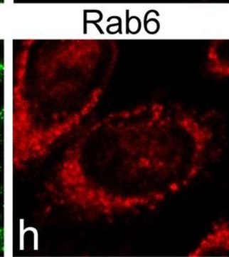 Monoclonal Anti-RAB6A antibody produced in mouse clone 3G3, purified immunoglobulin, buffered aqueous solution