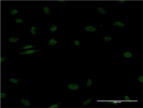 ANTI-EGR1 antibody produced in mouse clone 1F5, purified immunoglobulin, buffered aqueous solution