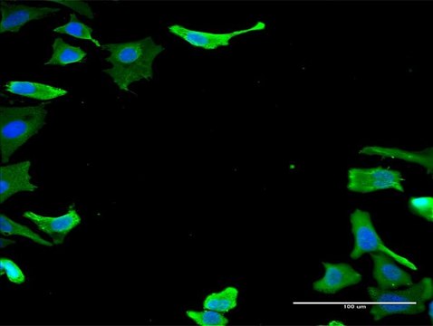 Monoclonal Anti-TUBA1B antibody produced in mouse clone 2E8, purified immunoglobulin, buffered aqueous solution