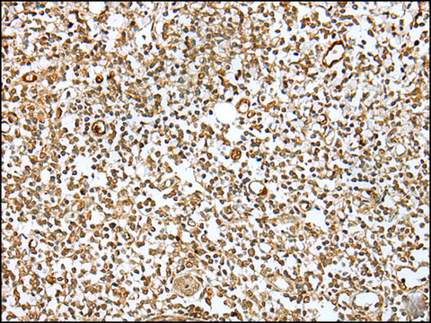 Anti-ZMAT2 affinity isolated antibody