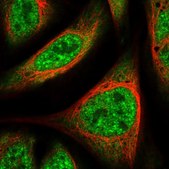 抗-UBAP2L 兔抗 Prestige Antibodies® Powered by Atlas Antibodies, affinity isolated antibody, buffered aqueous glycerol solution