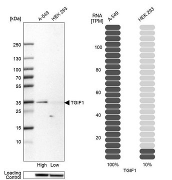 Anti-TGIF1 antibody produced in rabbit Prestige Antibodies&#174; Powered by Atlas Antibodies, affinity isolated antibody