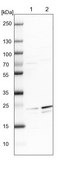 Anti-GFER antibody produced in rabbit Prestige Antibodies® Powered by Atlas Antibodies, affinity isolated antibody, buffered aqueous glycerol solution