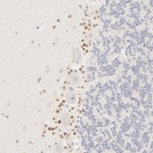 Anti-NKX2-2 antibody produced in rabbit Prestige Antibodies® Powered by Atlas Antibodies, affinity isolated antibody, buffered aqueous glycerol solution