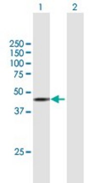 Anti-STK17B antibody produced in mouse purified immunoglobulin, buffered aqueous solution