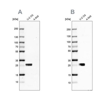 Anti-CT45A1 antibody produced in rabbit Prestige Antibodies&#174; Powered by Atlas Antibodies, affinity isolated antibody, buffered aqueous glycerol solution