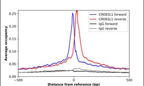 抗-CREB3L1 兔抗 Prestige Antibodies® Powered by Atlas Antibodies, affinity isolated antibody, buffered aqueous glycerol solution