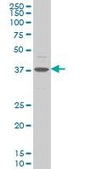 Monoclonal Anti-CHST11 antibody produced in mouse clone 4F1, purified immunoglobulin, buffered aqueous solution