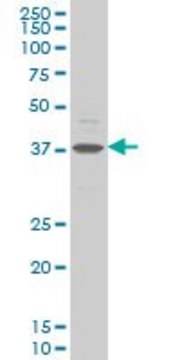 Monoclonal Anti-CHST11 antibody produced in mouse clone 4F1, purified immunoglobulin, buffered aqueous solution