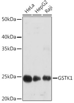 Anti-GSTK1 Antibody, clone 7J5B3, Rabbit Monoclonal