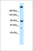 Anti-SPTAN1 antibody produced in rabbit affinity isolated antibody