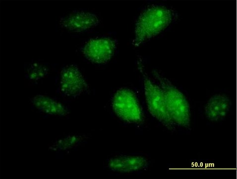 Anti-GTPBP4 antibody produced in mouse IgG fraction of antiserum, buffered aqueous solution