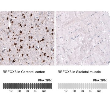 Monoclonal Anti-RBFOX3 antibody produced in mouse Prestige Antibodies&#174; Powered by Atlas Antibodies, clone CL11896, purified immunoglobulin, buffered aqueous glycerol solution