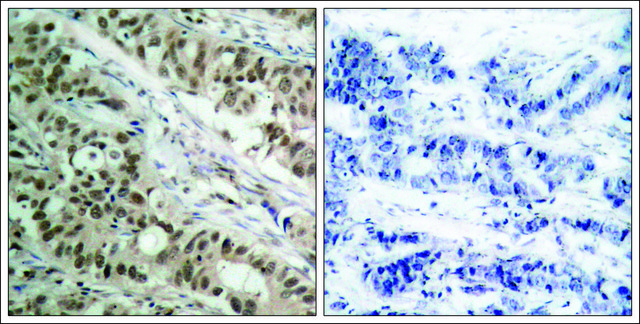 Anti-FOXO1 (Ab-256) antibody produced in rabbit affinity isolated antibody