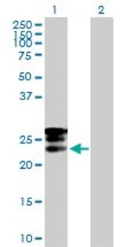 Anti-GRPEL1 antibody produced in mouse purified immunoglobulin, buffered aqueous solution