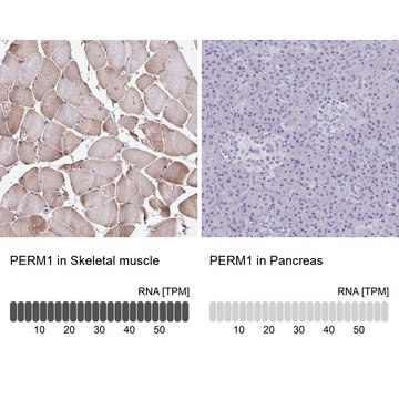 Anti-PERM1 antibody produced in rabbit Prestige Antibodies&#174; Powered by Atlas Antibodies, affinity isolated antibody, buffered aqueous glycerol solution