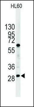 Anti-CDH12 (C-term) antibody produced in rabbit affinity isolated antibody, buffered aqueous solution