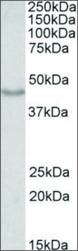 Anti-DCX antibody produced in goat affinity isolated antibody, buffered aqueous solution