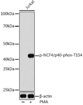 Anti-Phospho-NCF4-T154 antibody produced in rabbit