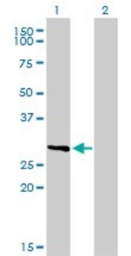 Monoclonal Anti-FCER1A antibody produced in mouse clone 2C12-3B6, purified immunoglobulin, buffered aqueous solution