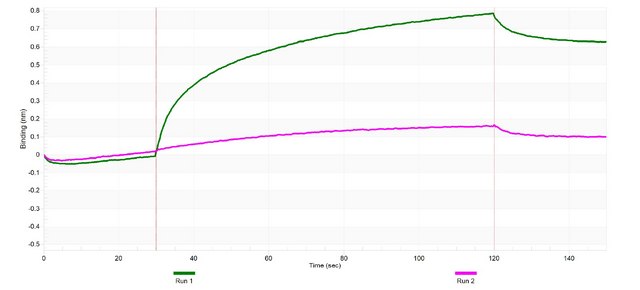 Anti-p-TSC2 (Thr1462) Antibody, clone 1I17 ZooMAb&#174; Rabbit Monoclonal recombinant, expressed in HEK 293 cells