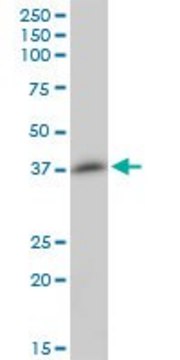 Anti-MGC17403 antibody produced in mouse purified immunoglobulin, buffered aqueous solution