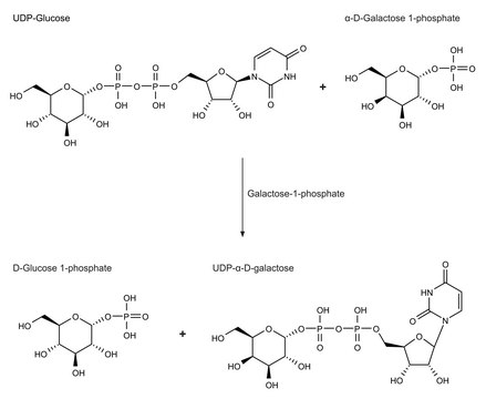 Galactose-1-phosphate Uridyltransferase from galactose-adapted yeast Type IV, lyophilized powder, 20-60&#160;units/mg protein (modified Warburg-Christian)