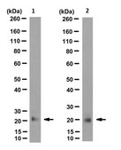 抗嗜酸性粒细胞源神经毒素抗体，克隆6D1.5 / A5 clone 6D1.5/A5, from mouse