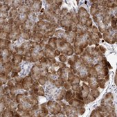Anti-SEC11C antibody produced in rabbit Prestige Antibodies® Powered by Atlas Antibodies, affinity isolated antibody, buffered aqueous glycerol solution