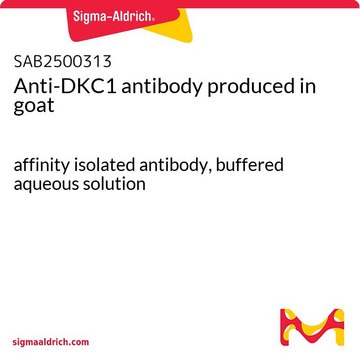 Anti-DKC1 antibody produced in goat affinity isolated antibody, buffered aqueous solution