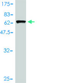 Monoclonal Anti-ARMC1 antibody produced in mouse clone 3F7-A6, purified immunoglobulin, buffered aqueous solution
