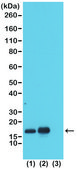 Anti-Acetyl-Histone H3 (Lys23) antibody, Rabbit monoclonal recombinant, expressed in HEK 293 cells, clone RM169, purified immunoglobulin
