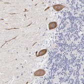 抗-ELFN2 兔抗 Prestige Antibodies® Powered by Atlas Antibodies, affinity isolated antibody, buffered aqueous glycerol solution