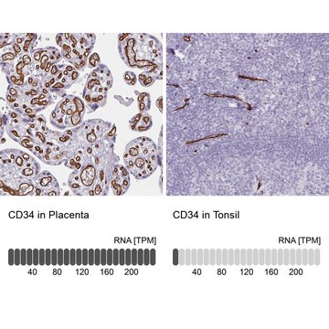 Anti-CD34 antibody produced in rabbit Prestige Antibodies&#174; Powered by Atlas Antibodies, affinity isolated antibody, buffered aqueous glycerol solution