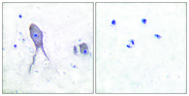 Anti-NOTCH2 (Cleaved-Asp1733) antibody produced in rabbit affinity isolated antibody