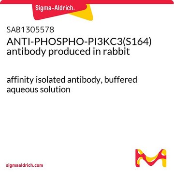 ANTI-PHOSPHO-PI3KC3(S164) antibody produced in rabbit affinity isolated antibody, buffered aqueous solution