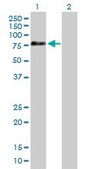 Anti-APPL2 antibody produced in mouse IgG fraction of antiserum, buffered aqueous solution