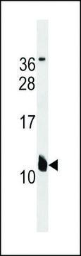 ANTI-KCNE2(C-TERMINAL) antibody produced in rabbit affinity isolated antibody, buffered aqueous solution