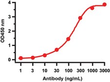 Anti-SARS-CoV-2 (COVID-19) NSP13 (Helicase) antibody produced in rabbit affinity isolated antibody