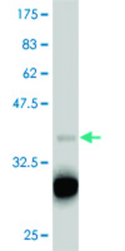 ANTI-TBX18 antibody produced in mouse clone 1A1, purified immunoglobulin, buffered aqueous solution