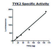 Tyk2 active human recombinant, expressed in baculovirus infected Sf9 cells, ≥90% (SDS-PAGE)