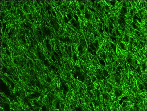 Anti- Neurofilament 200-FITC antibody, Mouse monoclonal clone NE14, purified from hybridoma cell culture