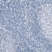 Monoclonal Anti-SPP1 antibody produced in mouse Prestige Antibodies® Powered by Atlas Antibodies, clone CL10686, purified antibody (Protein A)