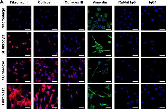 抗-纤连蛋白 兔抗 affinity isolated antibody, buffered aqueous solution