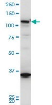 Monoclonal Anti-HIP1R antibody produced in mouse clone 3E10, purified immunoglobulin, buffered aqueous solution