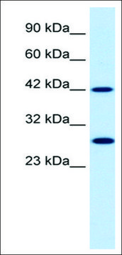 Anti-PSMD4 (AB2) antibody produced in rabbit IgG fraction of antiserum