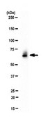 Anti-Sam 68 Antibody serum, from rabbit