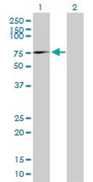 Anti-AFM antibody produced in mouse purified immunoglobulin, buffered aqueous solution